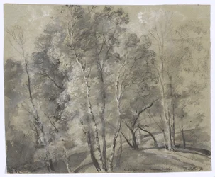 Deciduous Trees on the Slope