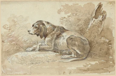Two Dog Studies