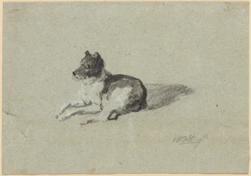 Two Dog Studies