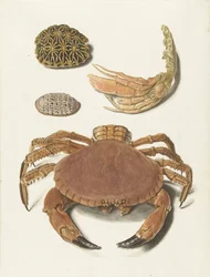 A Crab, a Crab Claw, and Two Turtle Shells