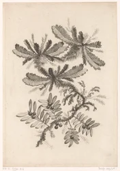 Branches with Berries (Recueil De Nouvelles Fleurs De Goût; Pour la Manufacture des Etoffes de Perse)
