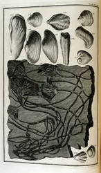 Fossilised bones represented animals destroyed by the great Biblical flood