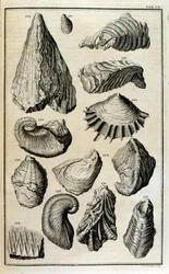 Fossilised Remains of Shells Represented Animals Destroyed by the Great Biblical Flood
