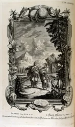 Mandragora Plant, Often Known as Mandrake