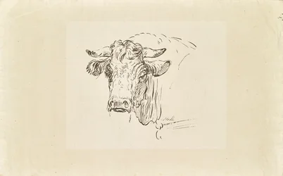 Bull