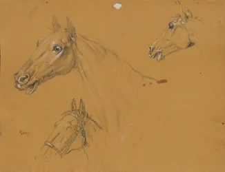 Horse Study for 