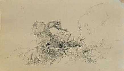 Root System, Fallen Tree