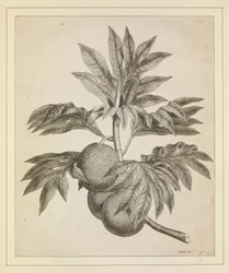 A branch of the bread fruit tree
