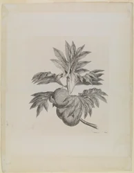 A branch of the breadfruit tree with the fruit