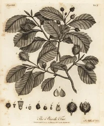 European Beech or Common Beech, Fagus Sylvatica