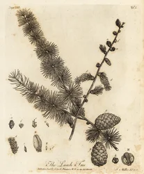 European larch, Larix decidua