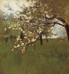 Blooming Apple Tree