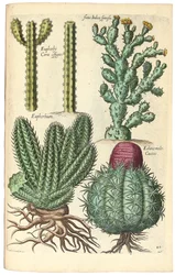 Cacti