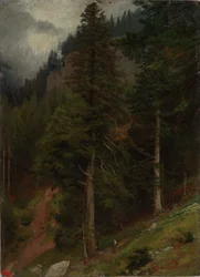 Slope in the Fir Forest