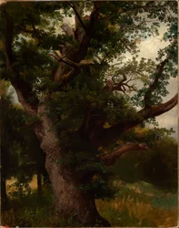 Oak Tree