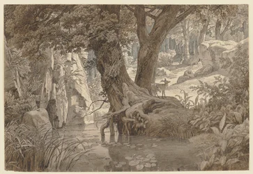 Forest Landscape