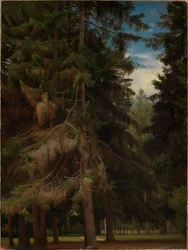 Clearing in the Fir Forest