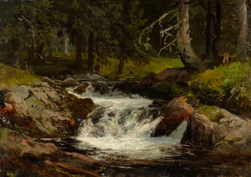 Forest Stream