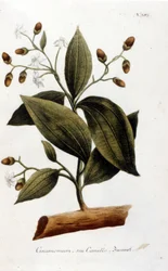 Cinnamon - in Herbier by J. W. Weinmann