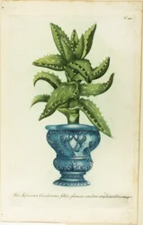 African Aloe, plate 47 from Phtanthoza Iconographia