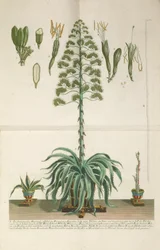 Engraved and Mezzotint Plate of Aloe Americana Folio Mucronato