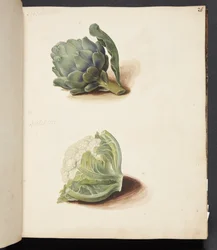 Study of Artichoke and Cauliflower Head