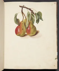 Study of Pears