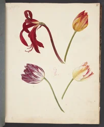 Study of Tulips