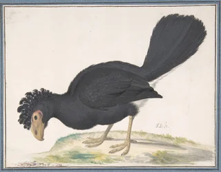 A Black Curassow, n.d.