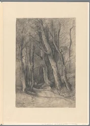 Forest Landscape near Delden