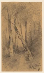 Forest Landscape near Wolfheze