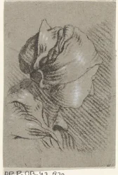 Bust of a Woman