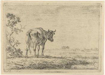 Cow in Meadow