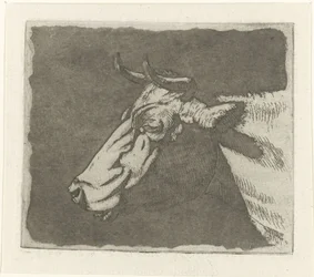 Cow Head