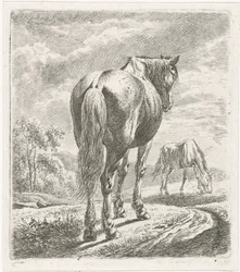 Horse Seen from Behind