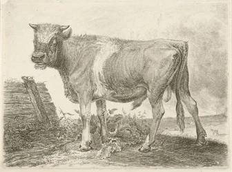 Bull