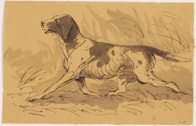 Hunting Dog