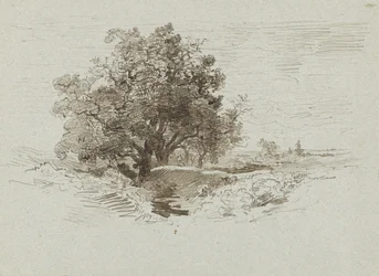 Group of Oaks in Wolfheze