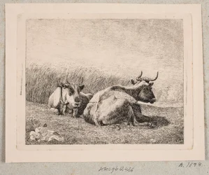 Two Resting Cows