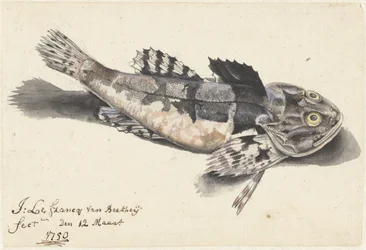 Sea Scorpion