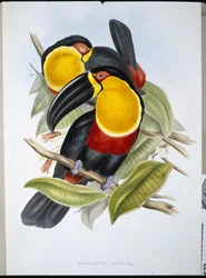 Ariel Toucan
