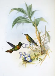 Banded Ruby (Clytolaema Aurescens)