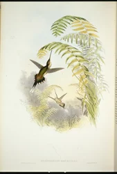 Bourcier