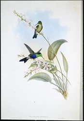 Brazilian Panoplites (Thalurania eryphile)