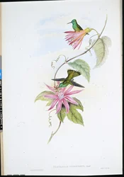 Brilliant-fronted Emerald