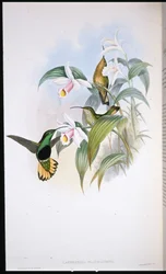 Buff-tailed Velvet-breast (Lafresnaya flavicaudata)