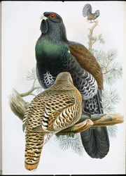 Capercailzie (Tetrao Urogallus)