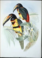 Collared Aracari