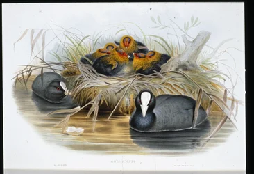 Coot