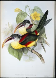 Curl-crested Aracari